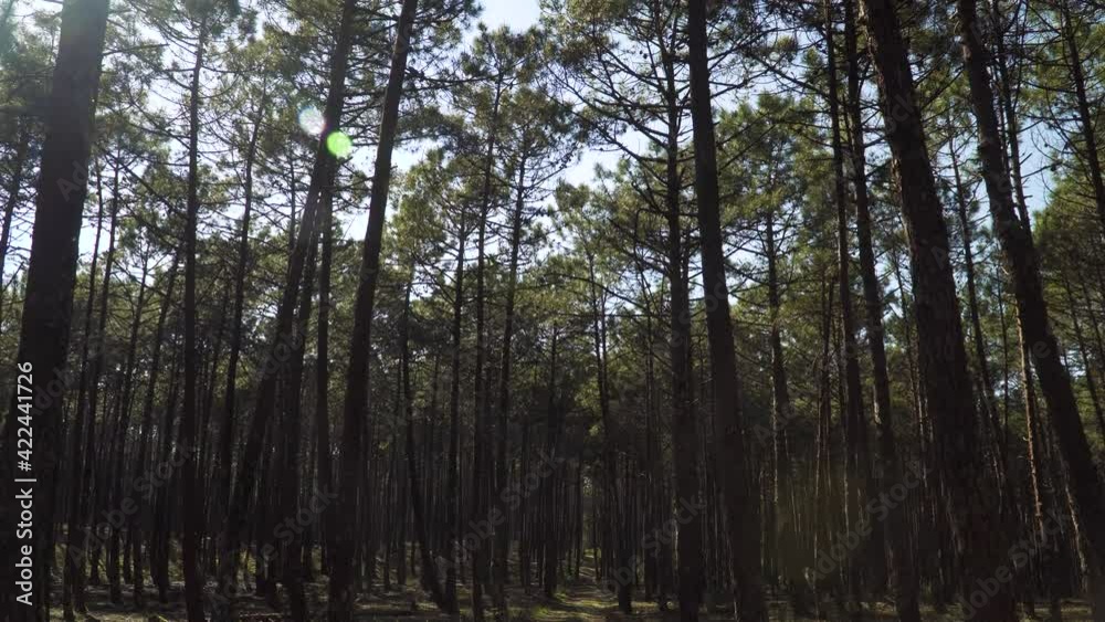 4K pine tree forest landscape, camera moving from the canopy to the base of the trees revealing a dirty road. 60fps 4K pine tree forest landscape, camera moving from the canopy to the base of the trees revealing a dirty road. 60fps