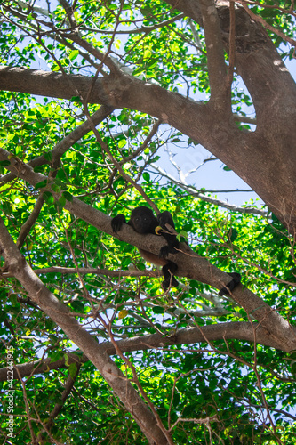 Howler Monkey