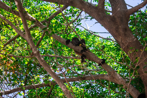 Howler Monkey