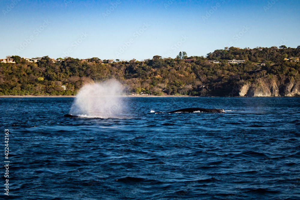 Humpback Whale Humpback Whale
