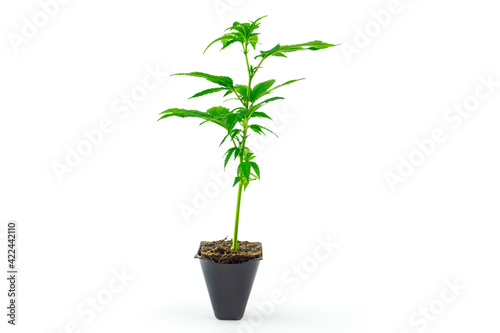 Slika na platnu Cannabis clone Girl scout cookies strain seedling in pot isolated