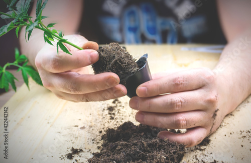 Young man holding small cannabis seedling with pile of soil preparing for transplant photo