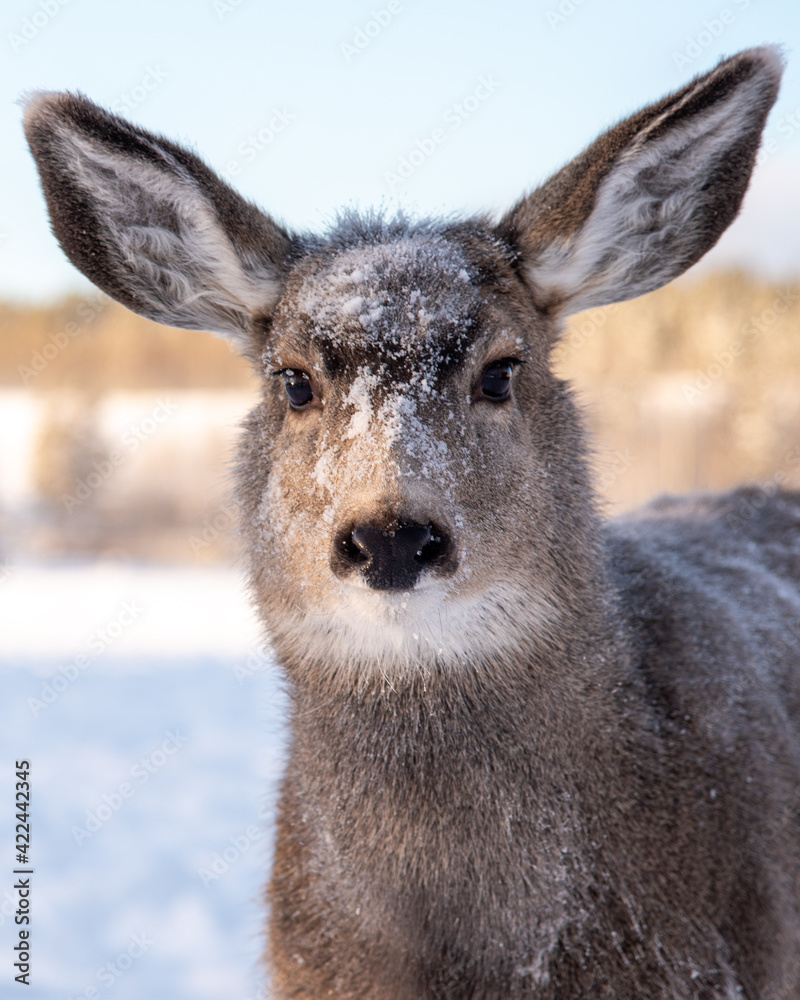 Close up of a female mule deer with snow covered face, huge ears looking directly at the camera with white, snow background and deers in distance. Close up of a female mule deer with snow covered face, huge ears looking directly at the camera with white, snow background and deers in distance.