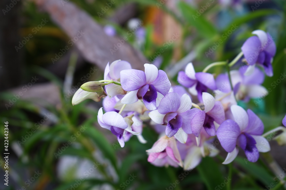 Obraz premium Beautiful Multi-Color Close-Up Orchid Flowers in The Garden.