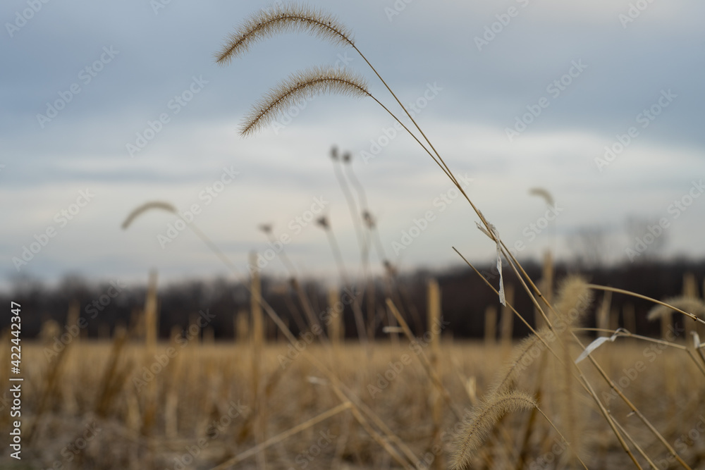 Fototapeta premium Dry grass blows in the wind over a golden field 