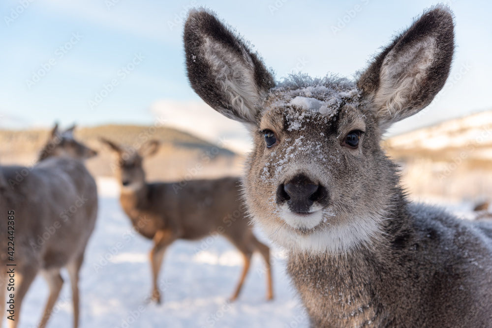 Close up of a female mule deer with snow covered face, huge ears looking directly at the camera with white, snow background and deers in distance. 