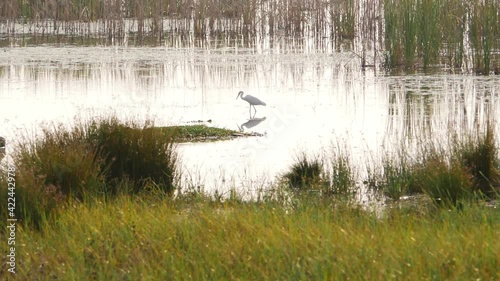 Close shot of Siberian crane sitting in marsh lake water