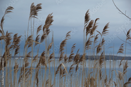 Winter Reeds in the Wind