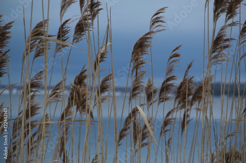 Winter Reeds in the Wind