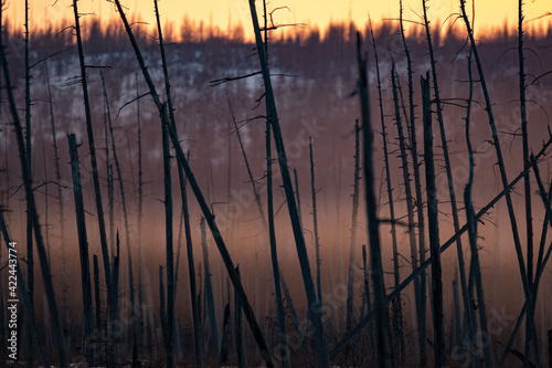 Burnt pine trunks after a forest fire Sunny sunset, evening in the burnt forest.