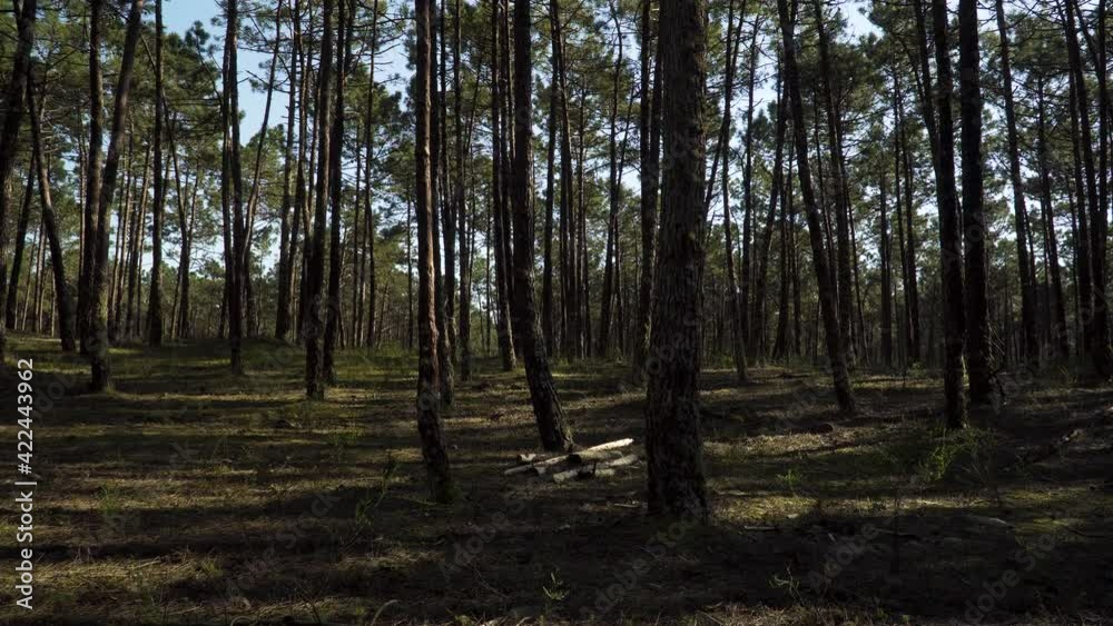 4K pine tree forest landscape with some cutted trees in the middle of the forest. 60fps 4K pine tree forest landscape with some cutted trees in the middle of the forest. 60fps