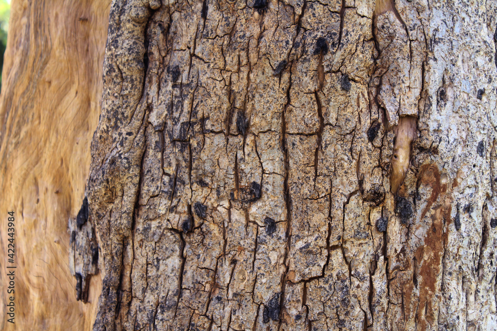 Obraz premium wood texture