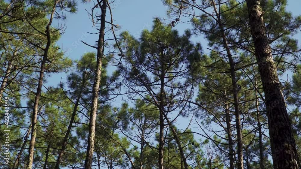 4K pine tree canopy’s or crowns shaking in the wind in a blue sky background, pine tree forest landscape. 60fps 4K pine tree canopy’s or crowns shaking in the wind in a blue sky background, pine tree forest landscape. 60fps