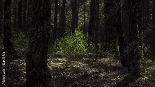 Wallpaper Mural 4K ulex europaeus commonly known as gorse or tojo in the middle of a pine forest. 60fps Torontodigital.ca