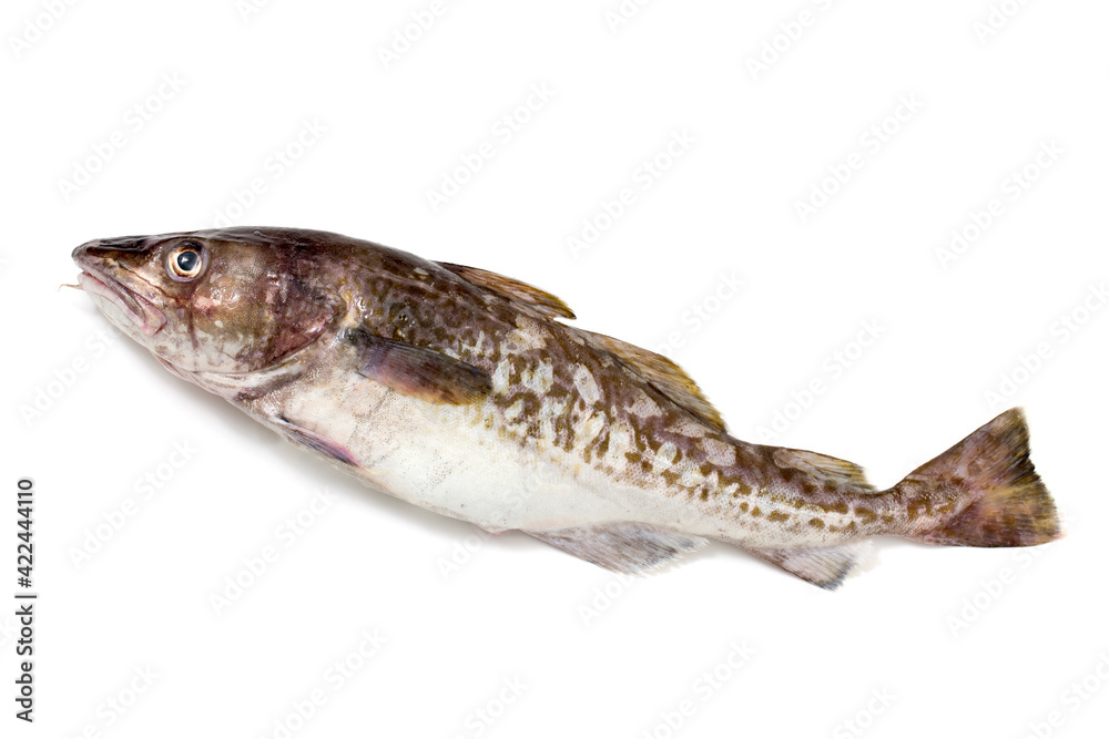 まだら、真鱈、日本の鮮魚 まだら、真鱈、日本の鮮魚