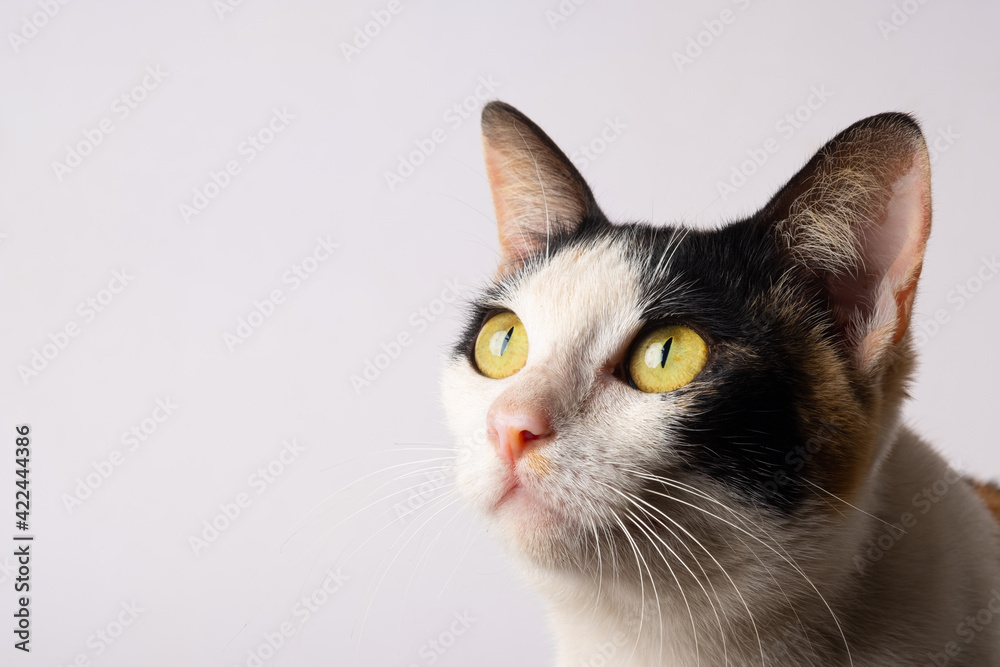 The cat is looking at something.The cat's eyes sparkled. The cat is looking at something.The cat's eyes sparkled.