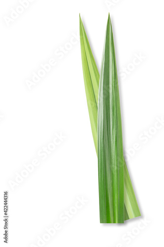 Fototapeta Naklejka Na Ścianę i Meble -  Pandan in isolated white background with clipping path. Pandanus amaryllifolius come.