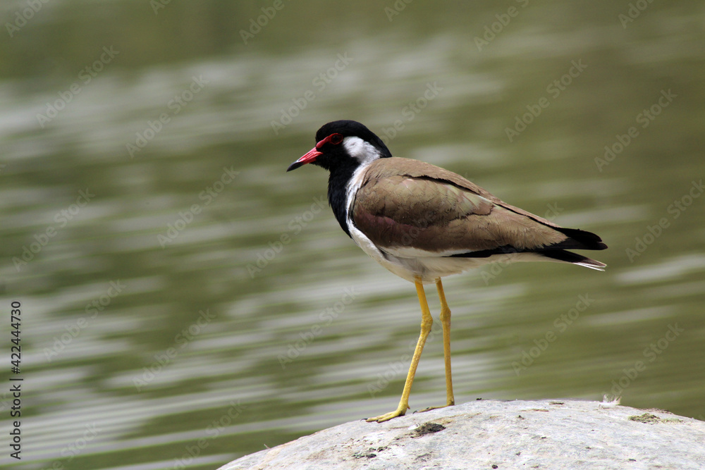Obraz premium Red-wattled lapwing