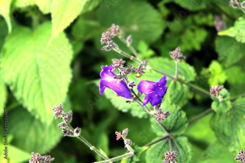 lavender purple flowers