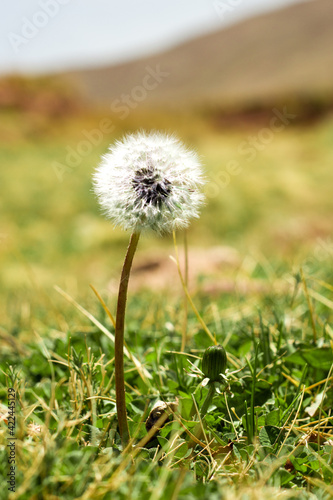 dandelion in the grass