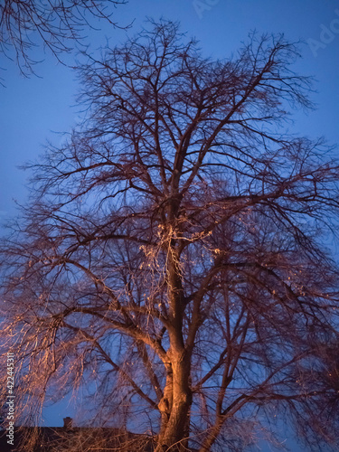 Tall branchless tree over street orange lamp post photo