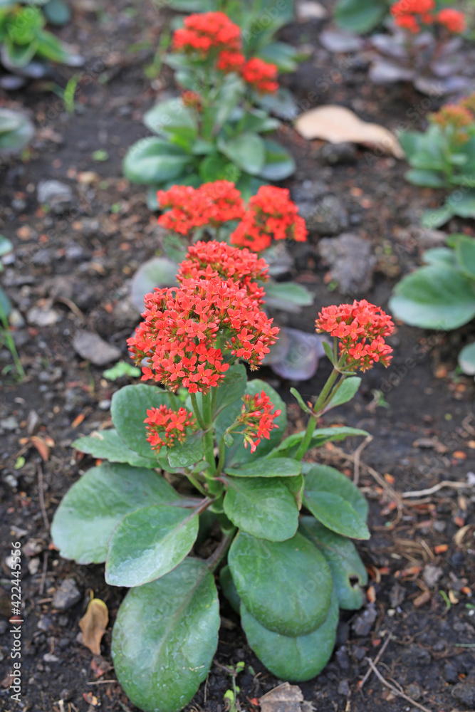 Kalanchoe blossfeldiana(Crassulaceae kalanchoe) flower in the garden