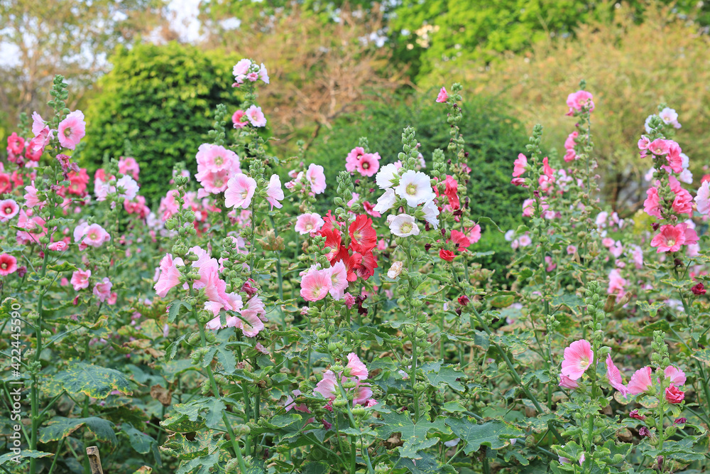 Hollyhock flower in a garden. Red pink Flower of hollyhock in park Hollyhock flower in a garden. Red pink Flower of hollyhock in park