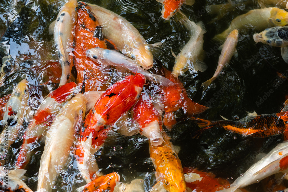 Koi fish or carp fish swimming in pond Koi fish or carp fish swimming in pond