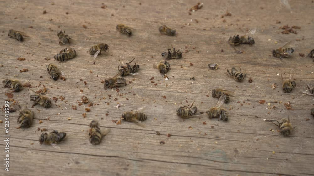 Bees drop dead around 5G towers. Bee mortality. A lot of dead worker