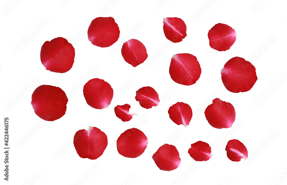 Red Rose petals isolated on white background - Back view and Clipping path Red Rose petals isolated on white background - Back view and Clipping path