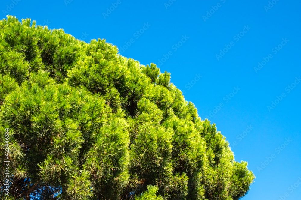 Green pine tree with long needles on a background of blue sky. Freshness, nature, concept. Latin: Pinus brutia