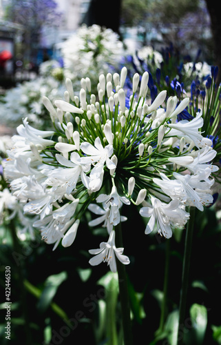 Flower in the city