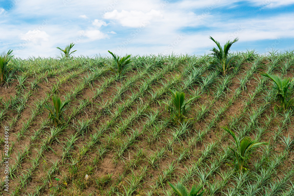 Pineapples seedlings intercropped with young Coconut trees at a hilly plantation with rich