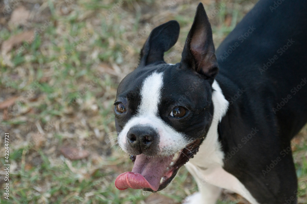 Cute Boston Terrier Puppy, Outside on the Grass.