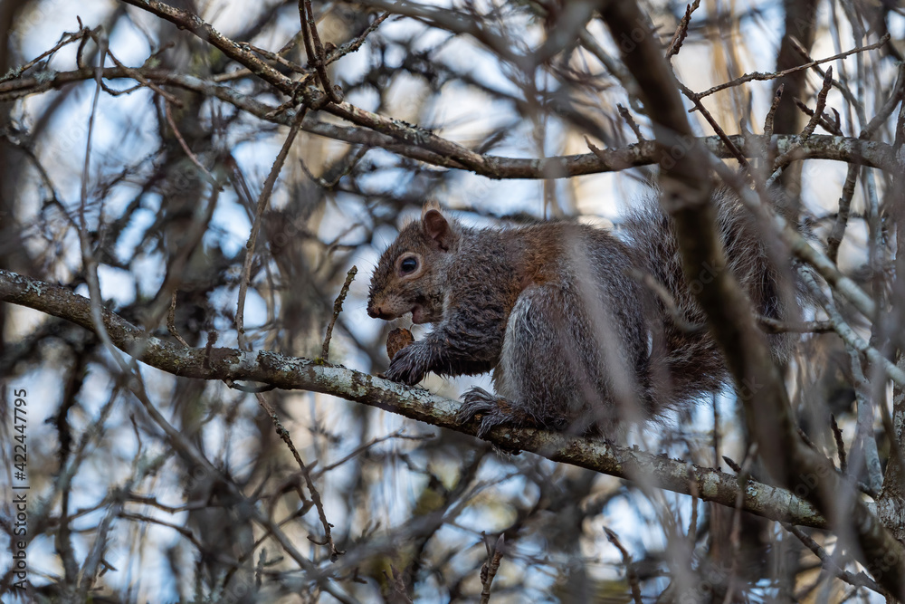 one cute grey squirrel eating a but on its hand on top of the tree branch in the park one cute grey squirrel eating a but on its hand on top of the tree branch in the park