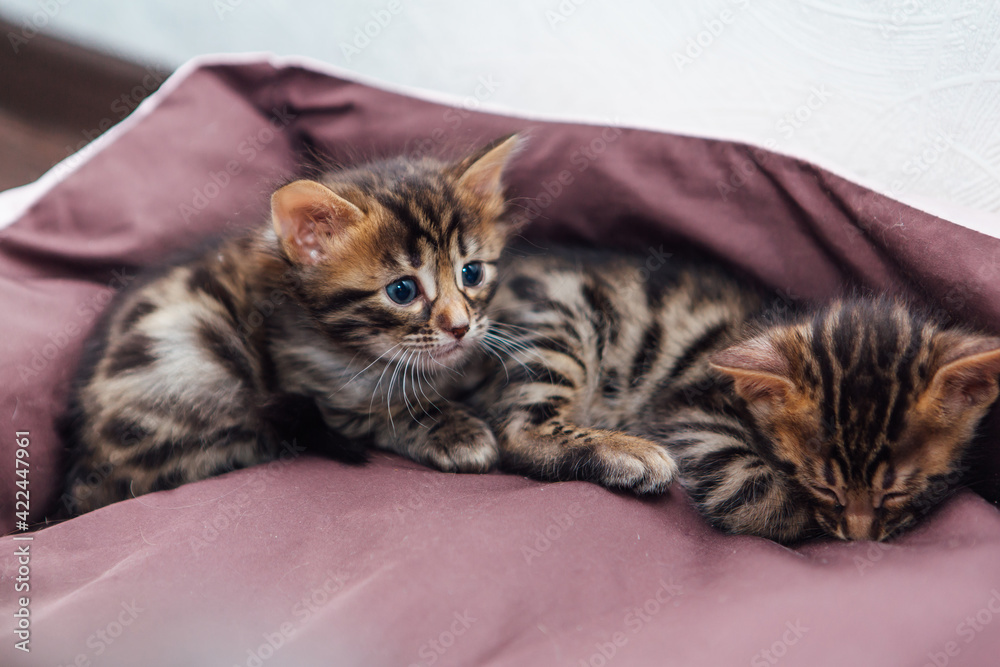 Closee-up Bengal charcoal kittens laying on the pillow