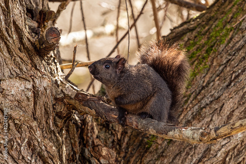 close up of one chubby cute grey squirrel resting between two tree trunks in the park looking upwards © Yi