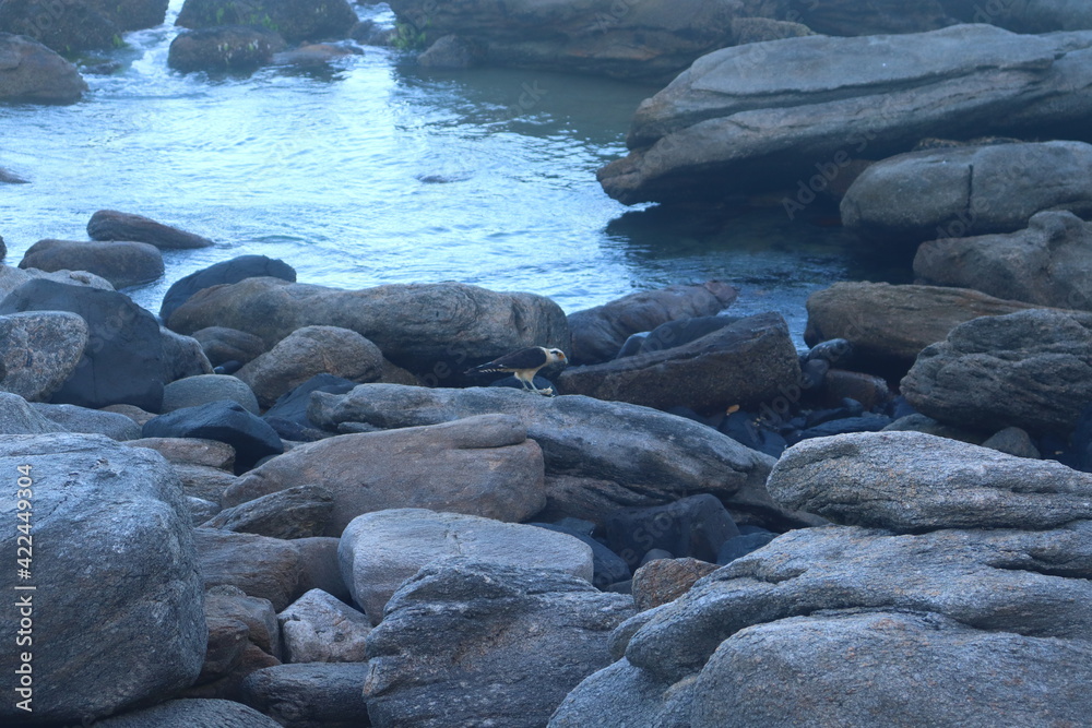 aves buzios rio de janeiro aves buzios rio de janeiro