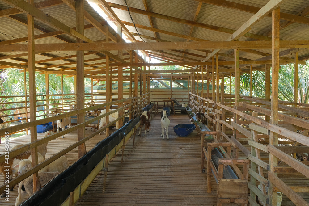 A picture of sheep and goat barn build for shelter. The goat breed for its milk and sheep for its meat. A picture of sheep and goat barn build for shelter. The goat breed for its milk and sheep for its meat.