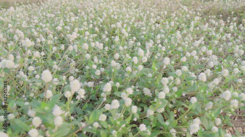 Green Kyllinga Grass flowers that are common in nature. Especially the moist areas 4K Green Kyllinga Grass flowers that are common in nature. Especially the moist areas 4K