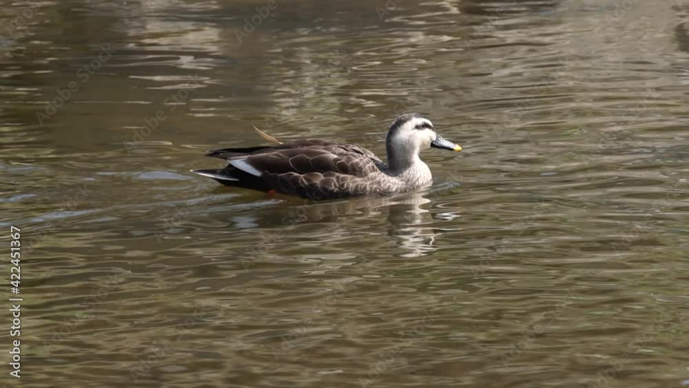Female Mallard Duck Is Searching For Food At Yangjaecheon Stream, Seoul, South Korea. - Tracking Shot Female Mallard Duck Is Searching For Food At Yangjaecheon Stream, Seoul, South Korea. - Tracking Shot