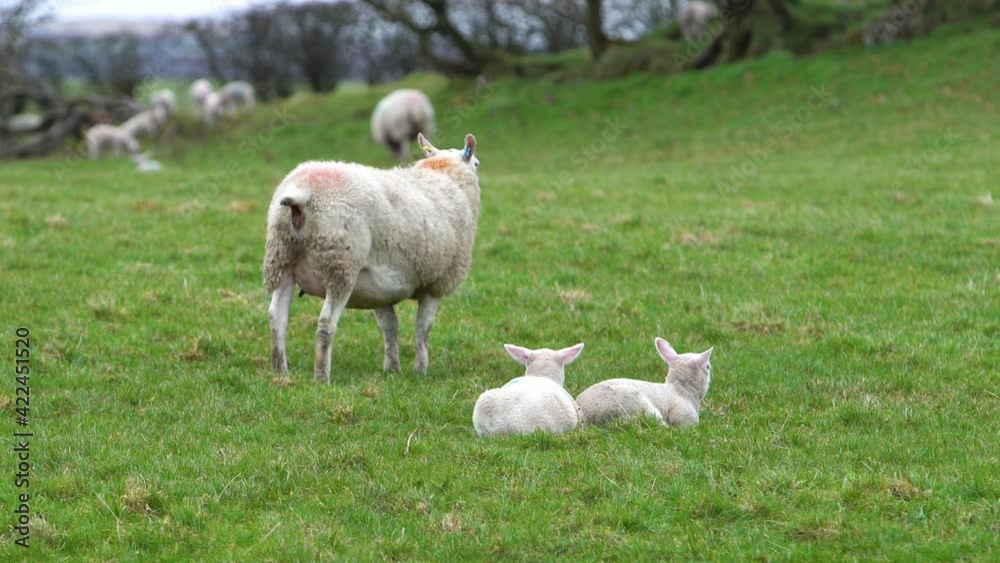 Baby Lambs Sitting And Sheep Pooping On A Grass Field On A Farm