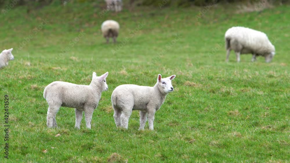 Close Up Of Curious Lambs Looking Around The Field Close Up Of Curious Lambs Looking Around The Field