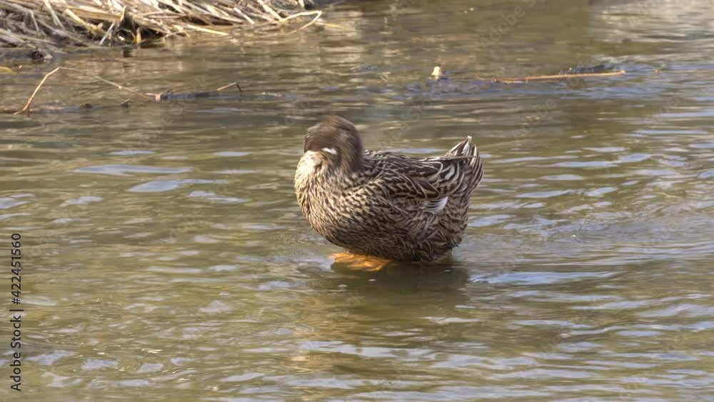 Female Mallard Preens Feathers At Waters Edge At Sunny Day In Yangjaecheon, Seoul, South Korea. - Close Up Shot Female Mallard Preens Feathers At Waters Edge At Sunny Day In Yangjaecheon, Seoul, South Korea. - Close Up Shot