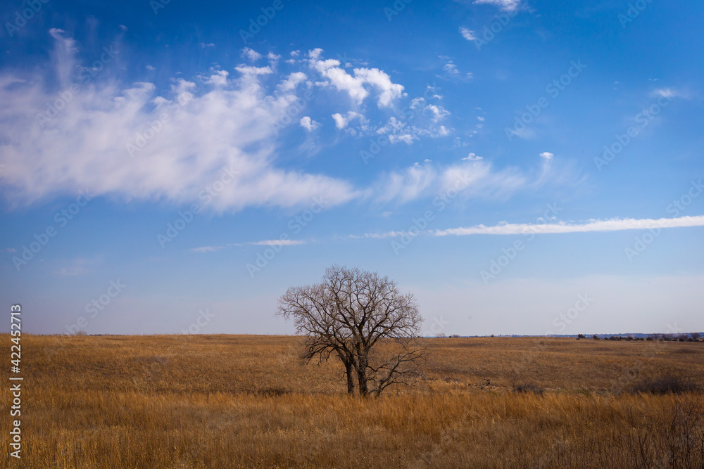 tree in the field tree in the field