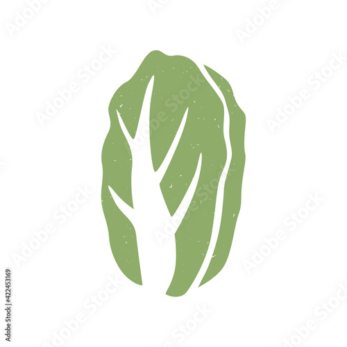 Cute chinese cabbage icon isolated on white background. Colorful pictogram original design. Can be used for infographics, identity or decoration. Vector shabby hand drawn illustration