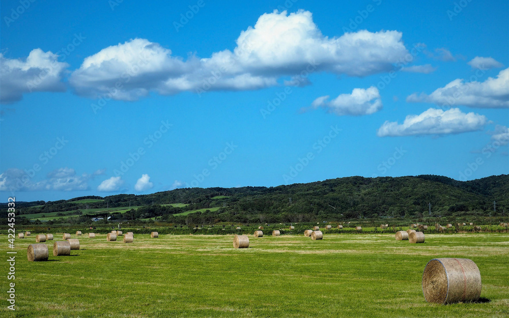 北海道の牧草地帯 麦稈ロールと青空の風景