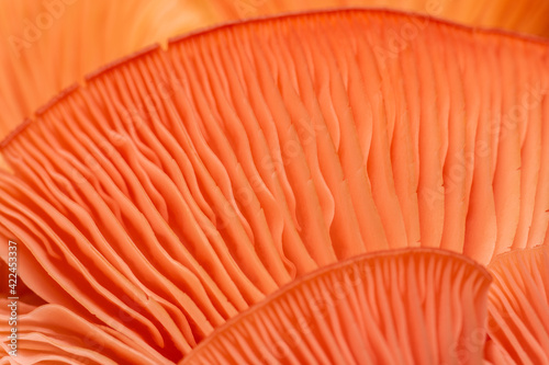 close up of oyster mushrooms