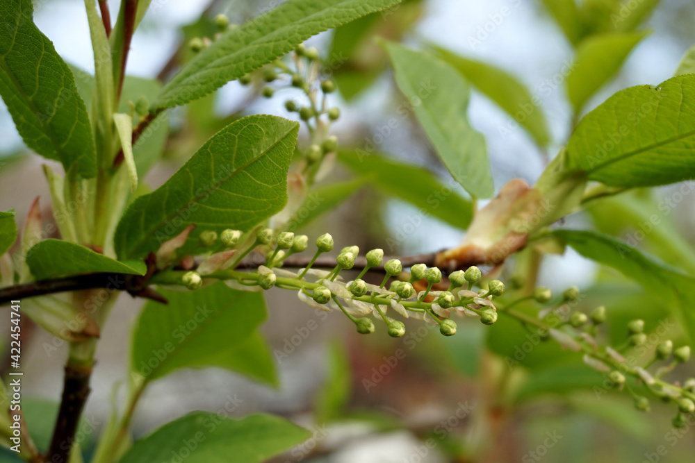 Inflorescence of unopened flowers of the bird cherry. The concept of a new life. Inflorescence of unopened flowers of the bird cherry. The concept of a new life.