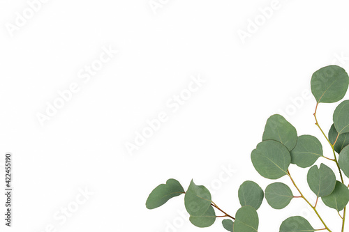 eucalyptus branches isolated on white background. Flat lay, top view. copy space.